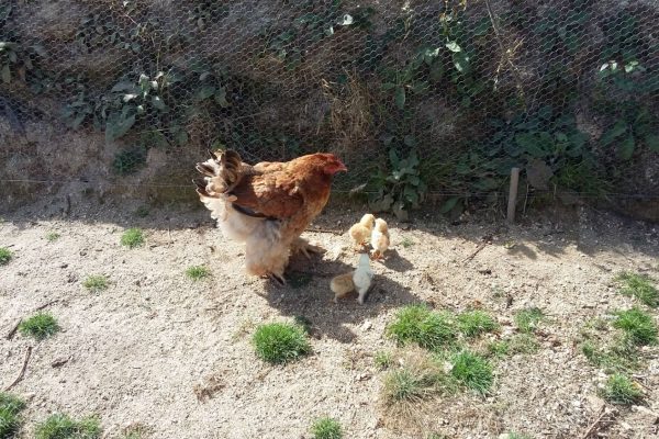 OLIMPIA COS SEUS POLIÑOS