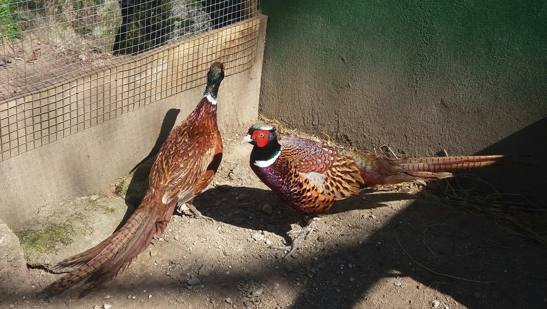 61662766 1143160809200724 5347978365129195520 o